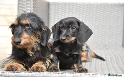 Dachshund dogs for sale: 2 dachshund pups for £750 - Image 2