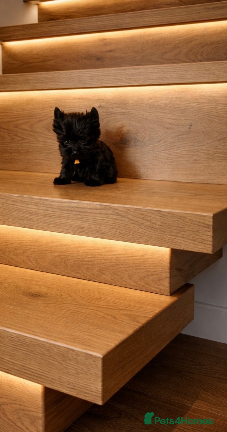 Yorkshire Terrier dogs 🎀 Tiny Little Mini Yorkshire Terrier Girls 🎀 - Advert 2