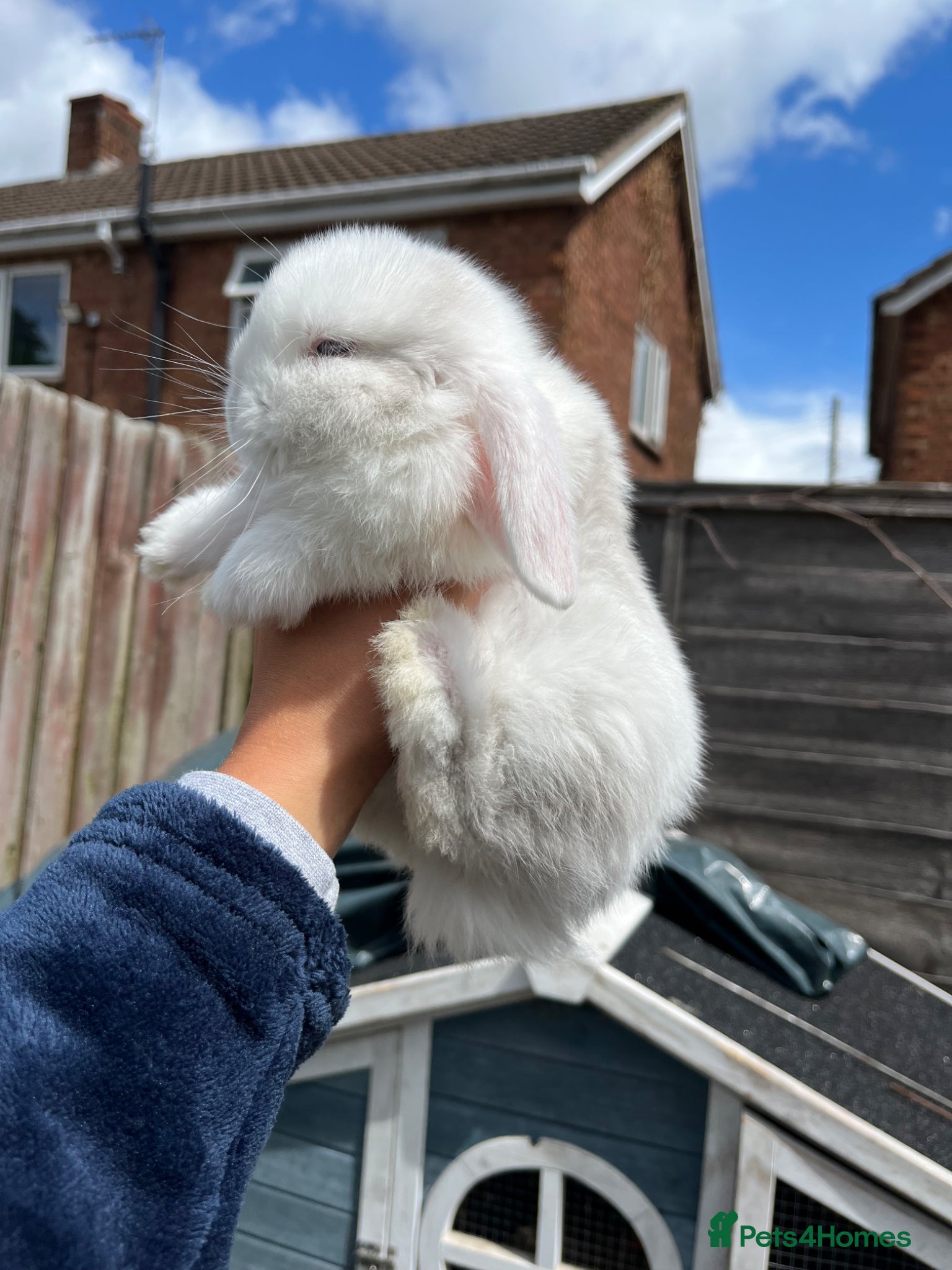 Mini Lop rabbits 3 female bunnies  - Advert 2
