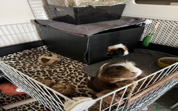Guinea Pig rodents for sale: Guinea pigs male for rehome + cage for sale - Image 3