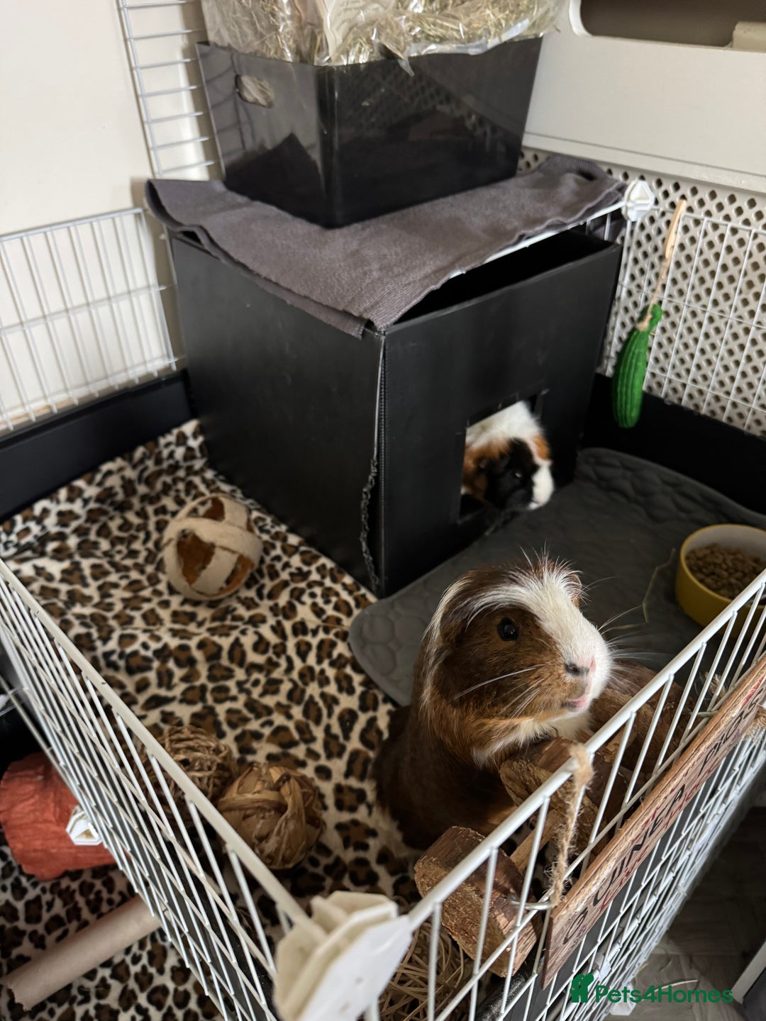Guinea Pig rodents for sale: Guinea pigs male for rehome + cage for sale - Image 3