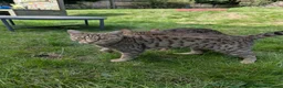 Bengal cats for sale: Bengals x 2  - Advert 5