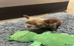 French Bulldog dogs for sale: Healthy and great looking litter. KC registered. - Image 1