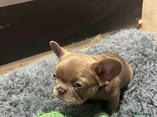 French Bulldog dogs - Advert 2