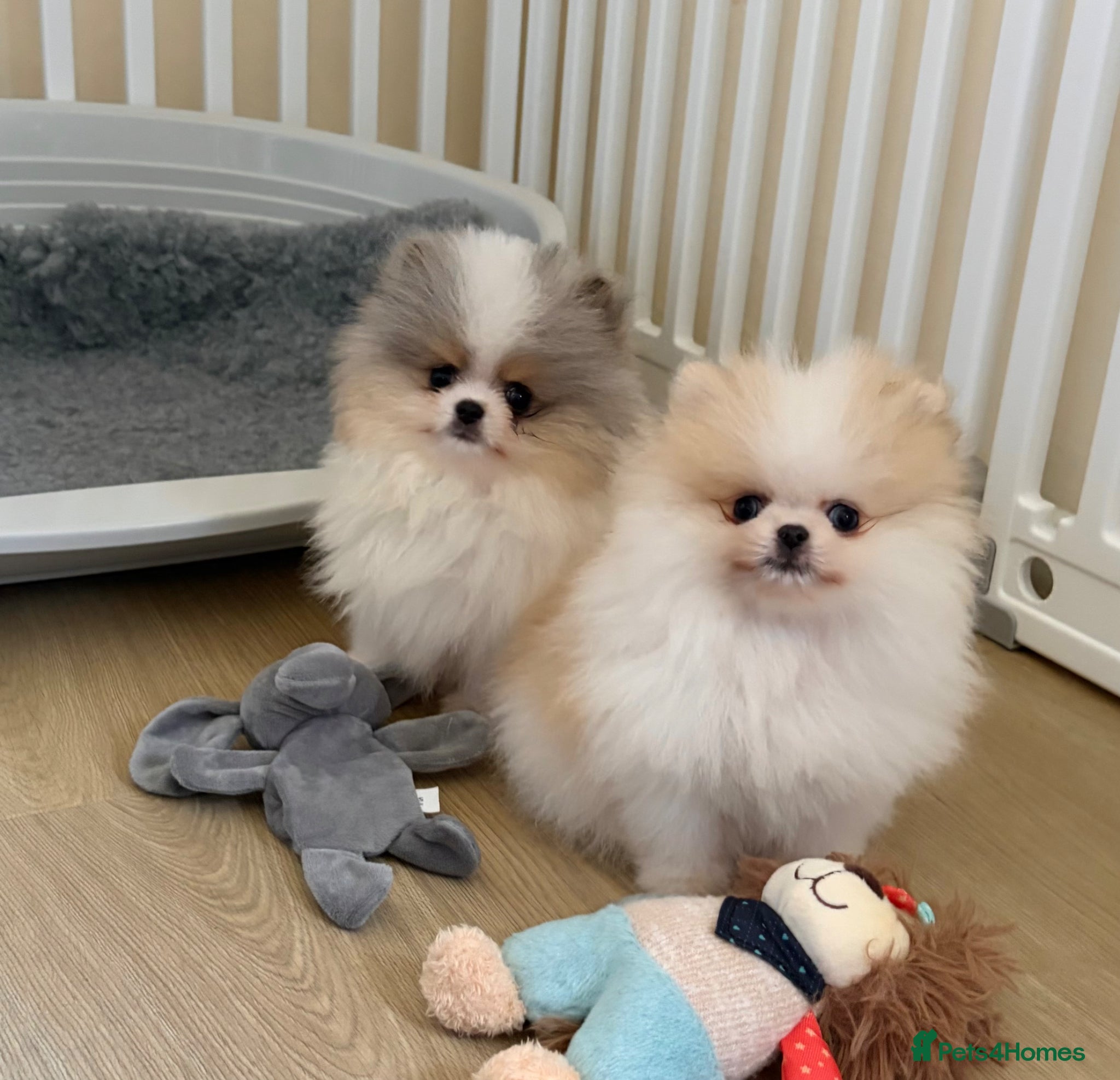 Pomeranian dogs Pomeranian Puppies  - Advert 1