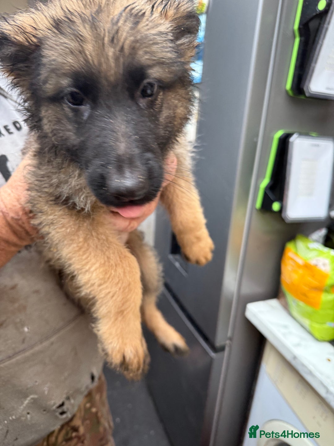 German Shepherd dogs for sale: German shepherd pups - Advert 9
