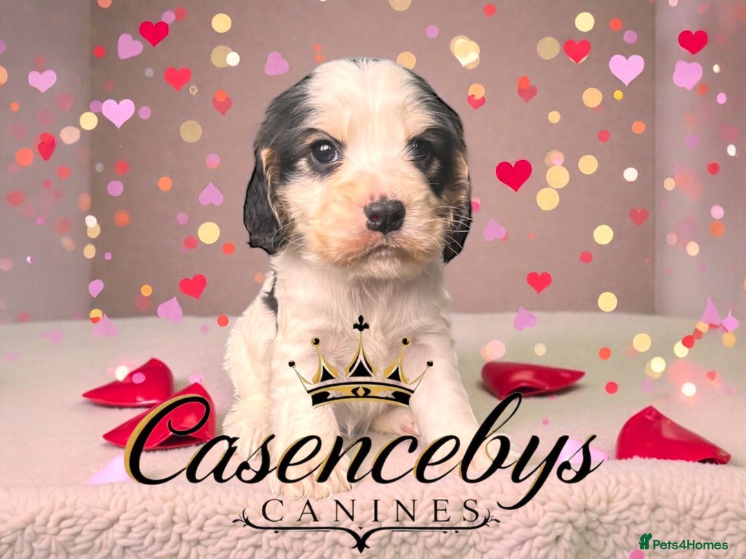 Cocker Spaniel dogs for sale: ❤️THE MOST INCREDIBLE DNA CLEAR SHOW SPANIELS❤️ - Advert 7