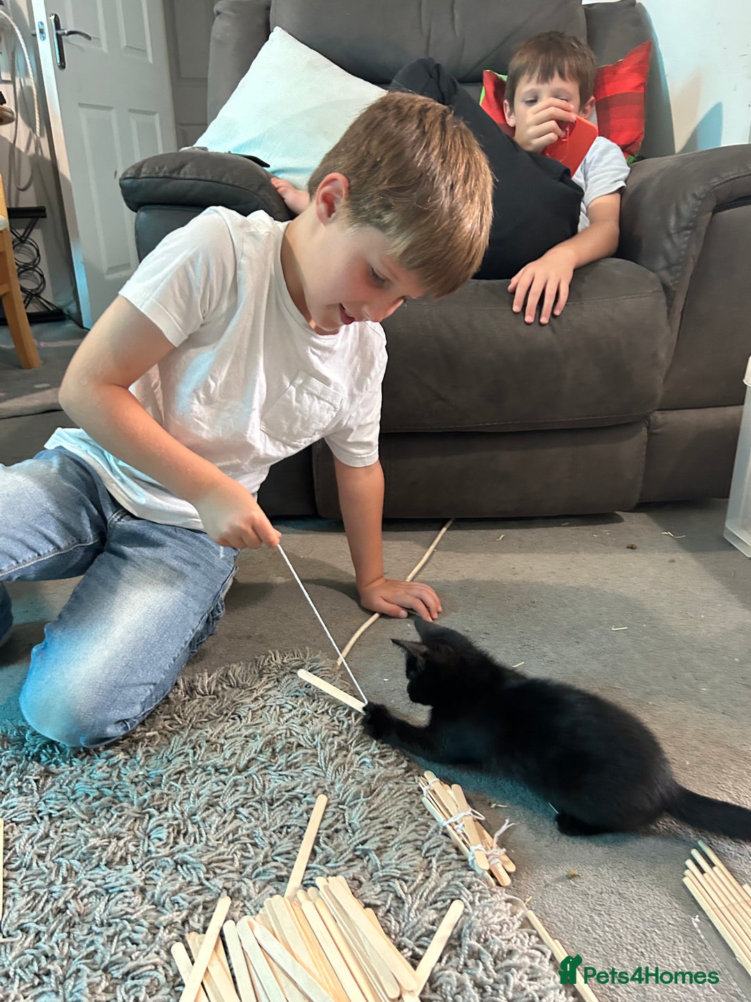 Domestic Shorthair cats for sale: Domestic longhair kittens - Image 2