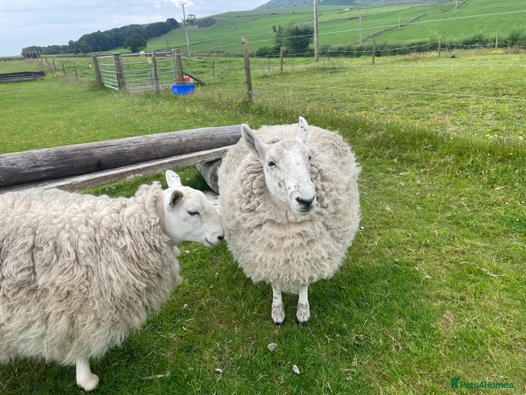 Sheep livestock for sale: 2 pet sheep in Dumfries - Advert 1