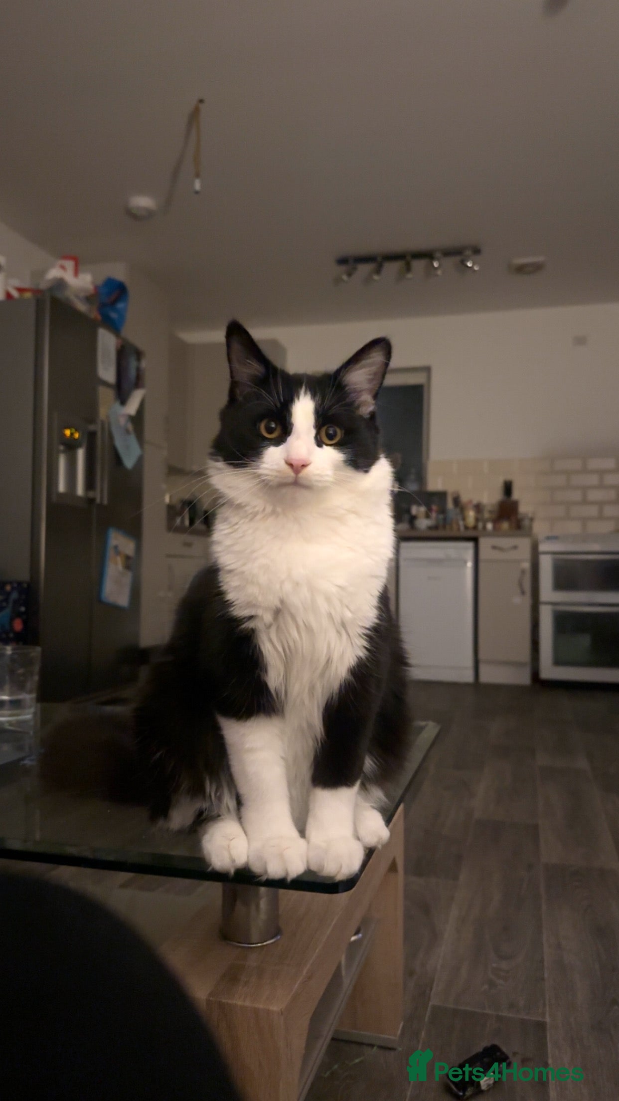 British Longhair cats Tuxedo male for sale (indoor cat) - Advert 2
