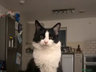 British Longhair cats Tuxedo male for sale (indoor cat) - Advert 2