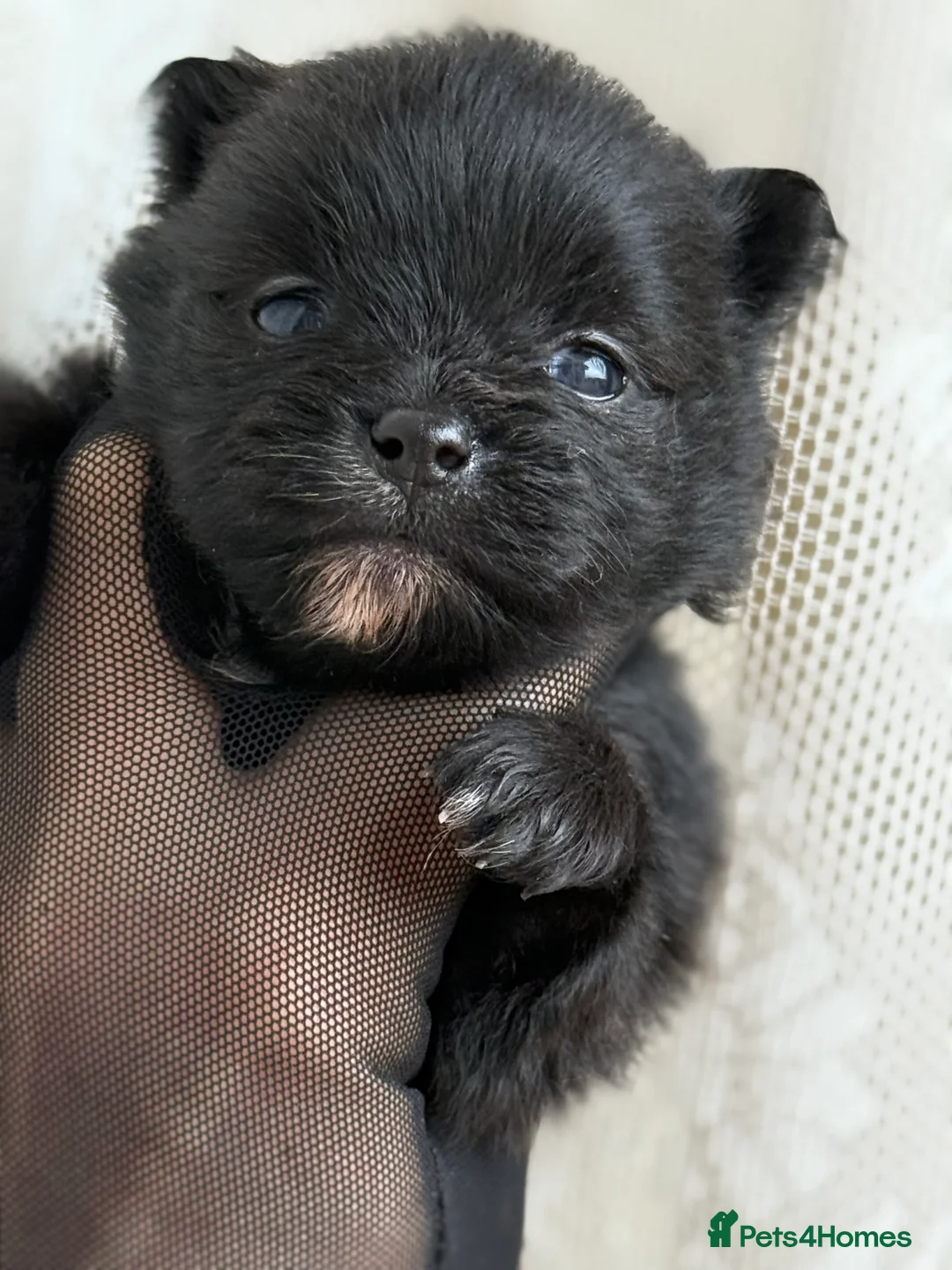 Pomeranian dogs for sale: Black and cream puppies - Advert 8