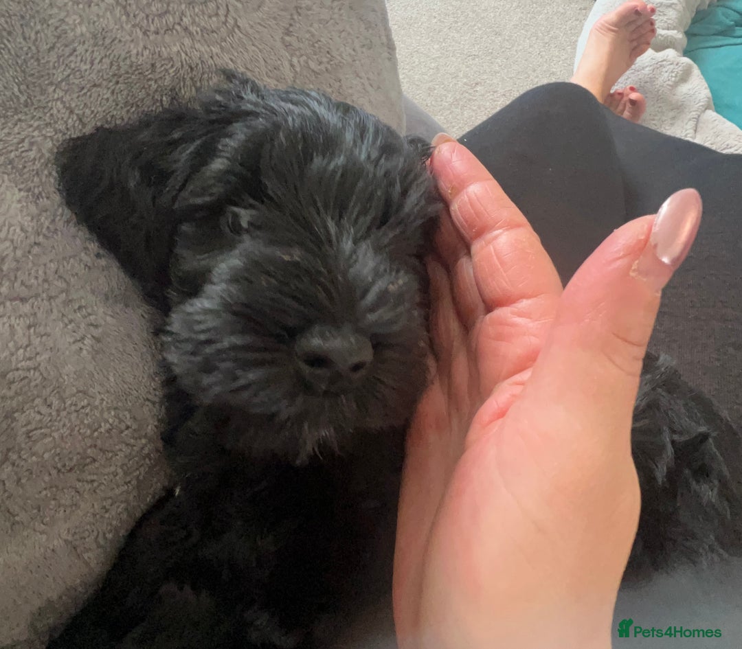 Miniature Schnauzer dogs for sale: Black pedigree miniature schnauzer - Female - Image 9