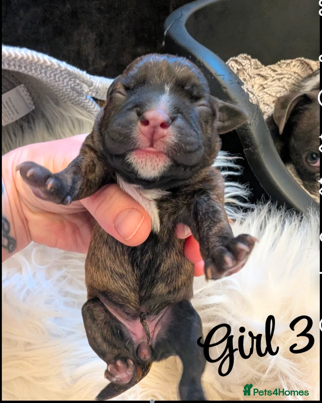 Boston Terrier dogs for sale: Boston X  - Advert 15