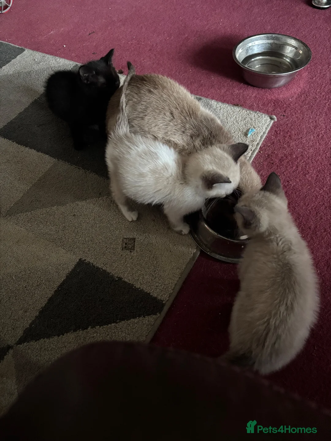 Mixed Breed cats for sale: Siamese Cross Ragdoll Kittens - Advert 9