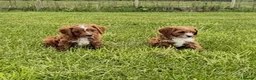 Cavapoo dogs for sale: Toy Cavapoo Puppies - Advert 36