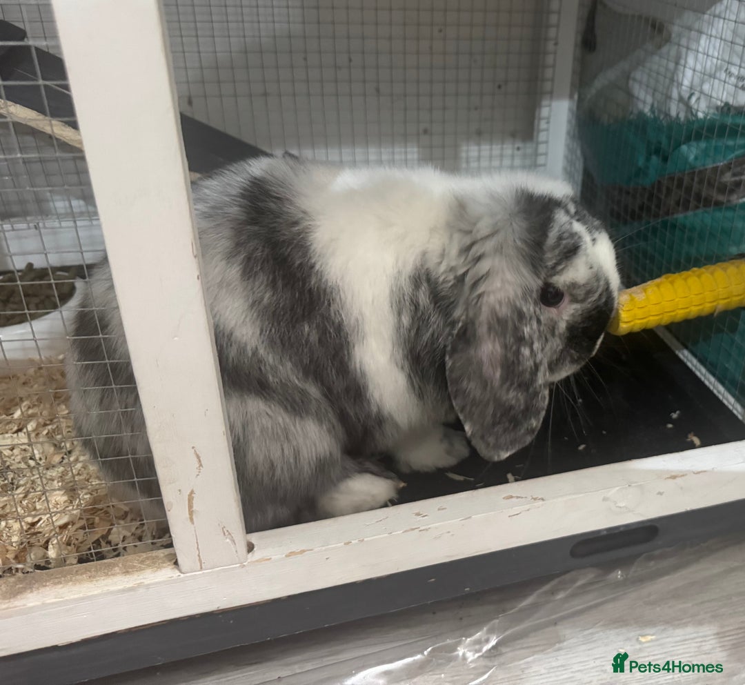 Dwarf Lop rabbits for sale: Free to good home.  Rabbit and hutch - Advert 5