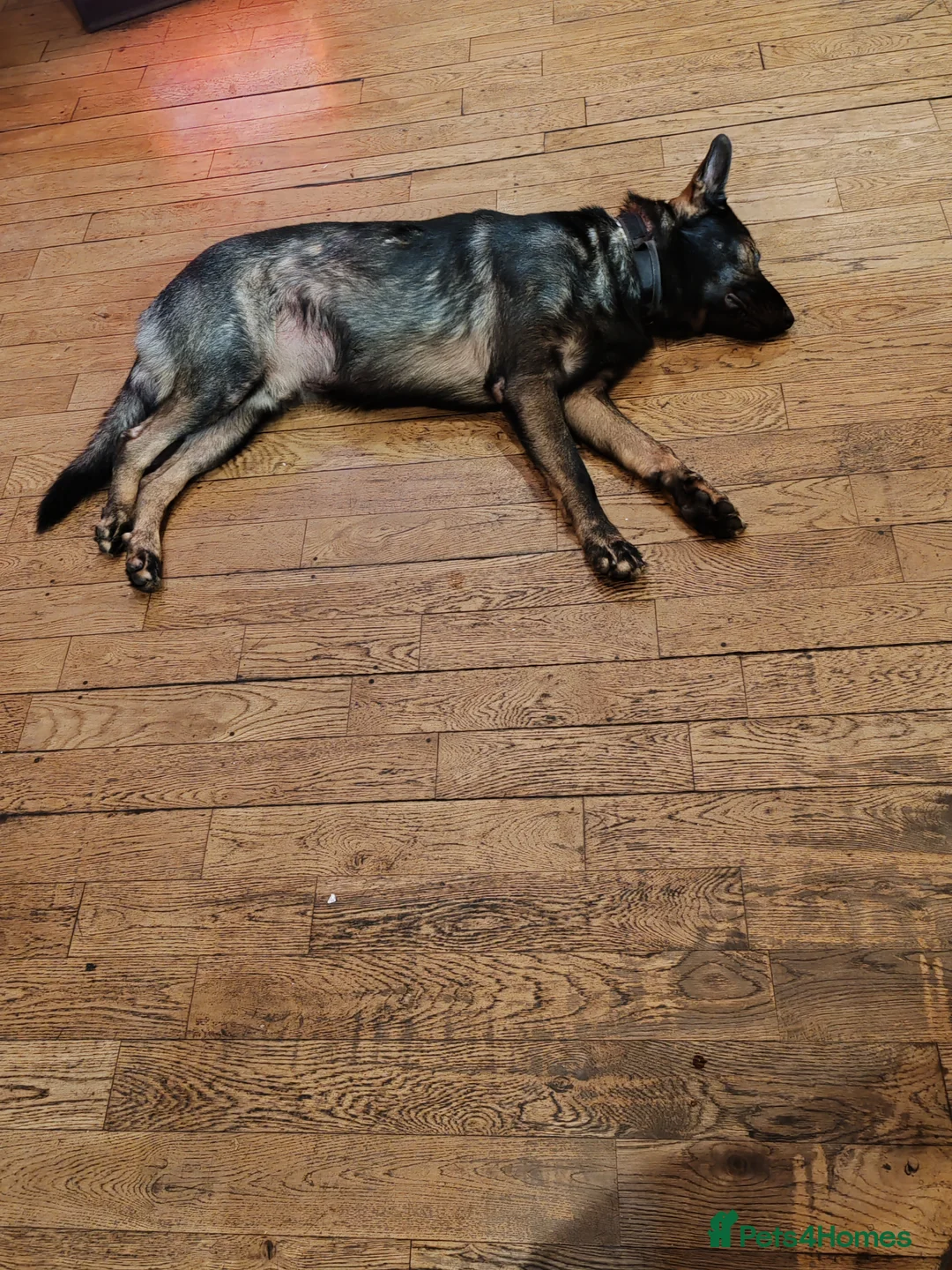 German Shepherd dogs for stud: KENSESQUI SIMBA (Simba) - Advert 18