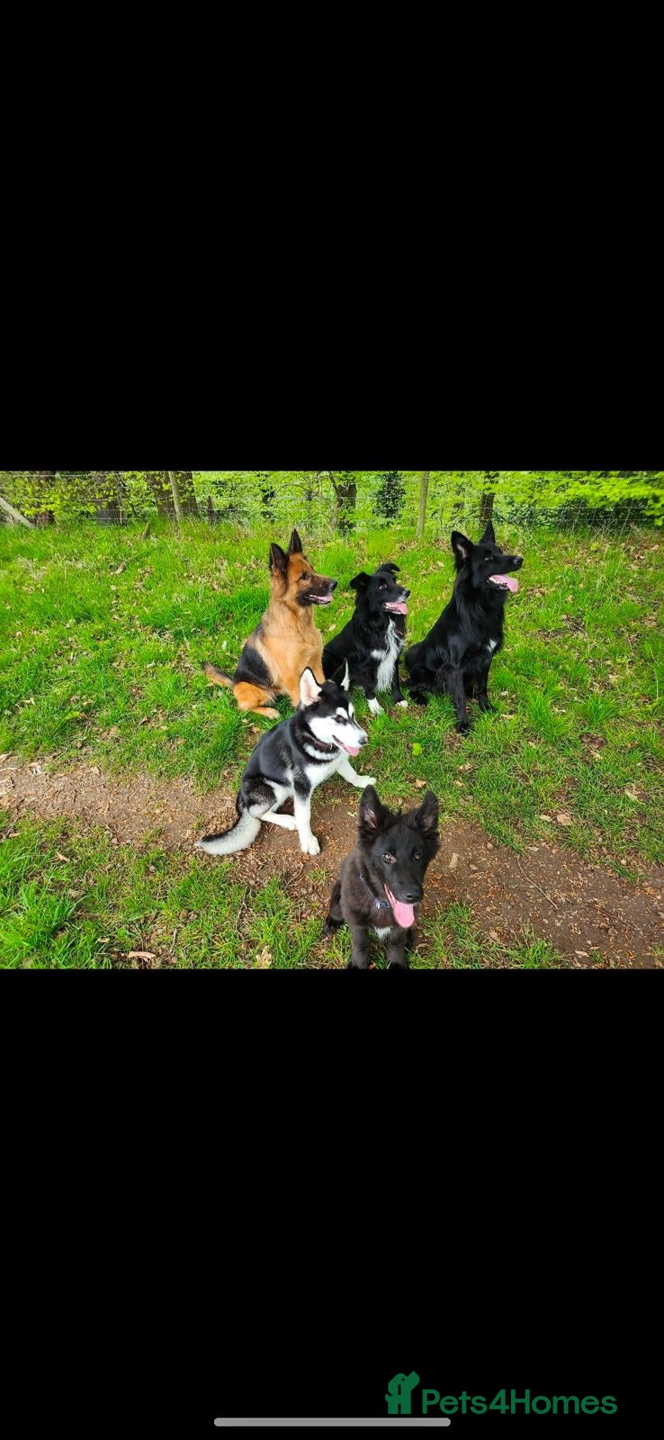 Mixed Breed dogs Beautiful male buster  - Advert 1