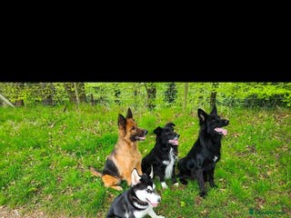 Mixed Breed dogs Beautiful male buster - Advert 8