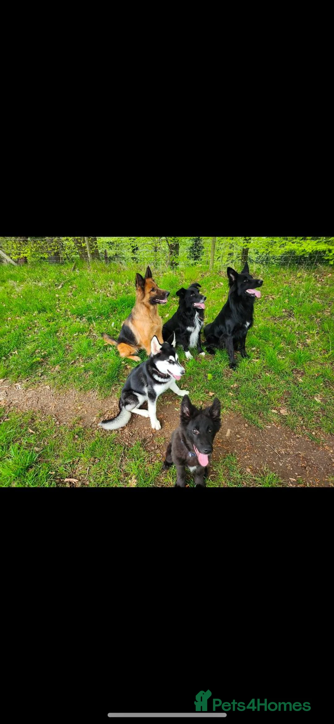 Mixed Breed dogs for sale: Beautiful male buster  - Advert 1