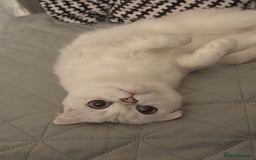 Scottish Fold cats for sale: White Scottish Fold Female looking for loving home - Image 2