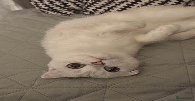 Scottish Fold cats - Advert 3
