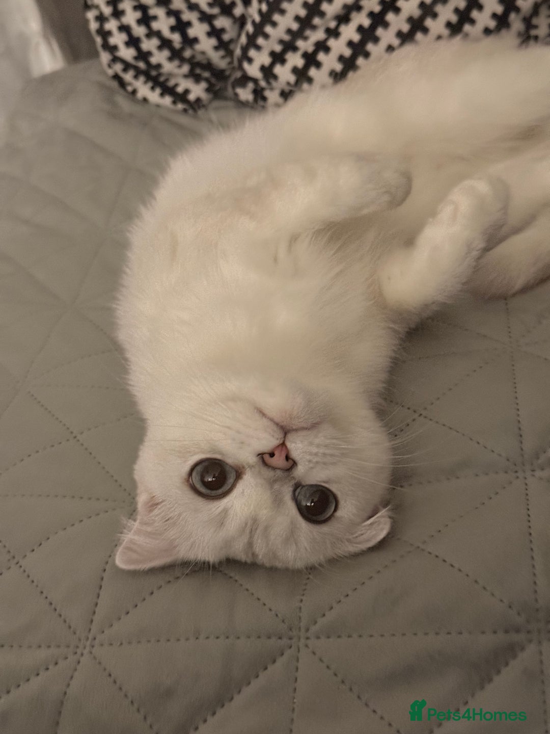 Scottish Fold cats for sale: White Scottish Fold Female looking for loving home - Image 2