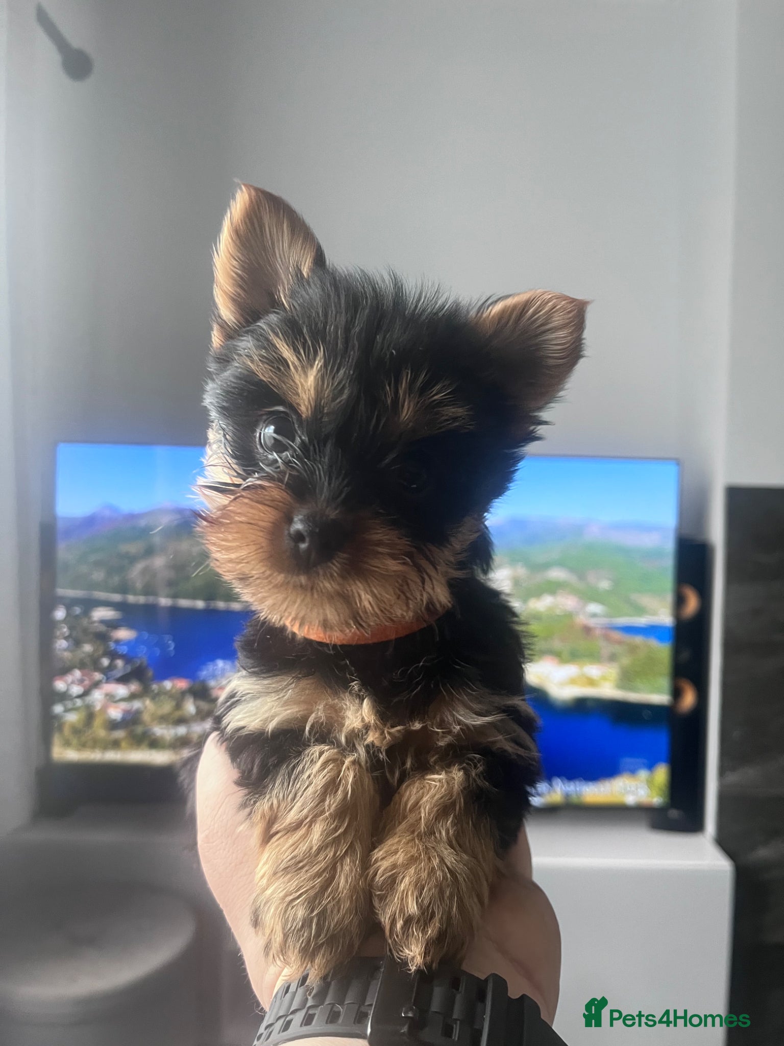 Yorkshire Terrier dogs Last Boy Pure Yorkshire Terrier Puppies for sale  - Advert 2