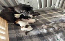 Mixed Breed dogs for sale: French Bull Jacks x 5 (All male)  - Image 16