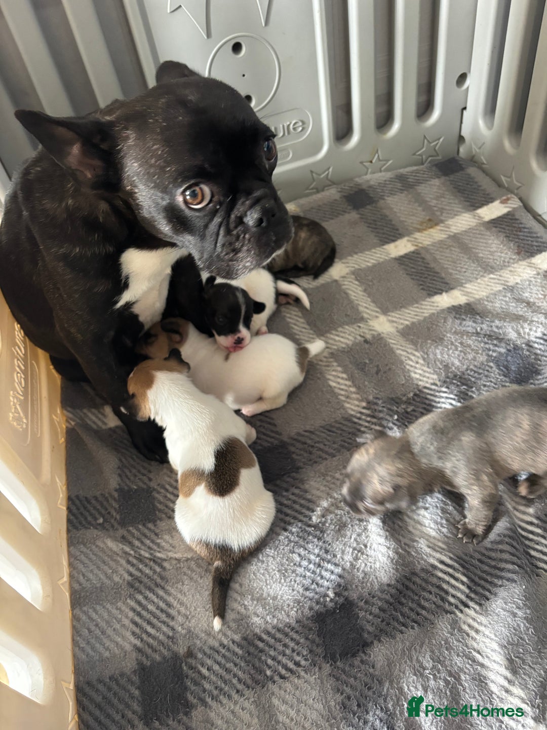 Mixed Breed dogs for sale: French Bull Jacks x 5 (All male)  - Image 16