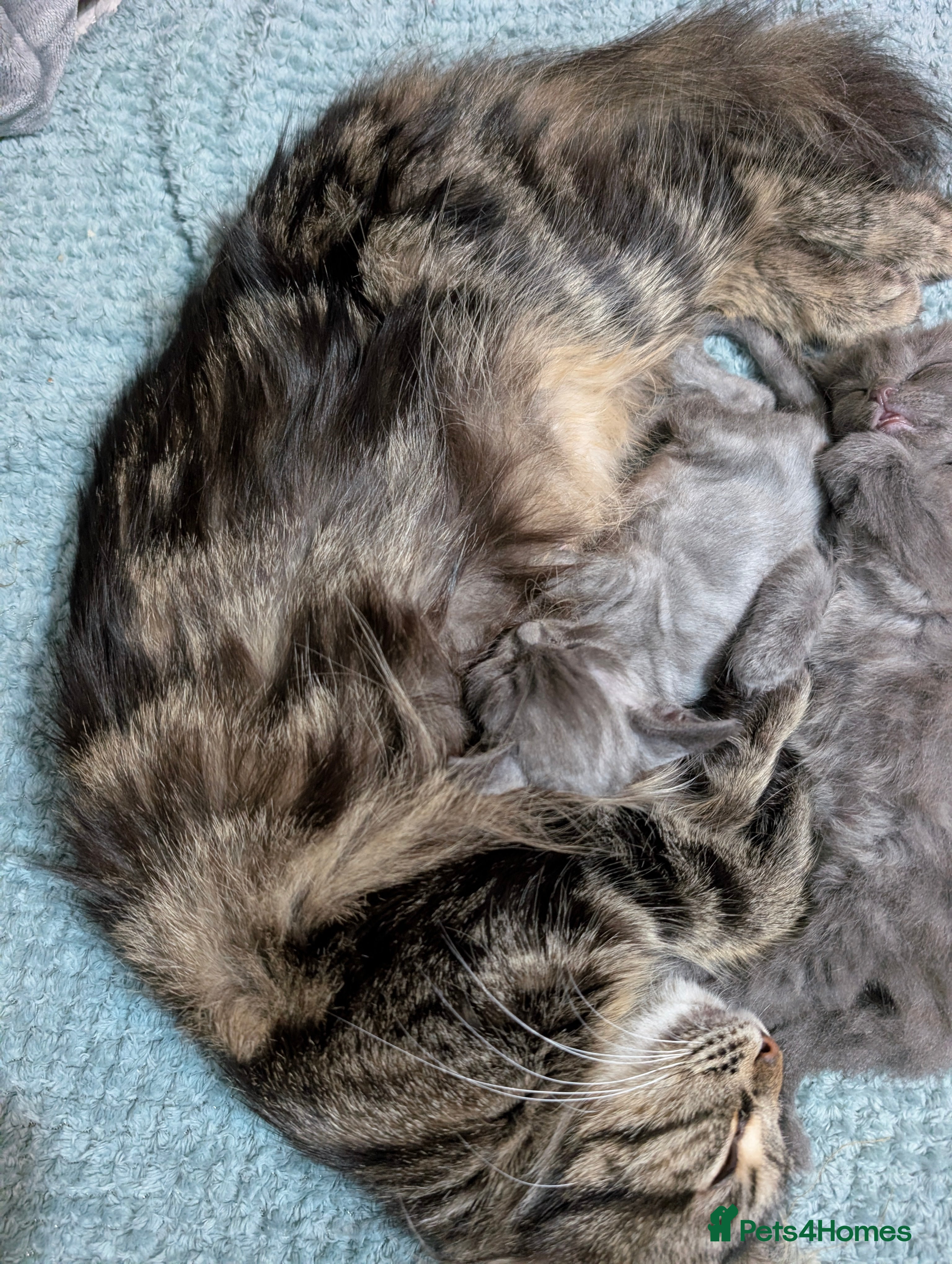 Mixed Breed cats Beautiful grey kittens. - Advert 1