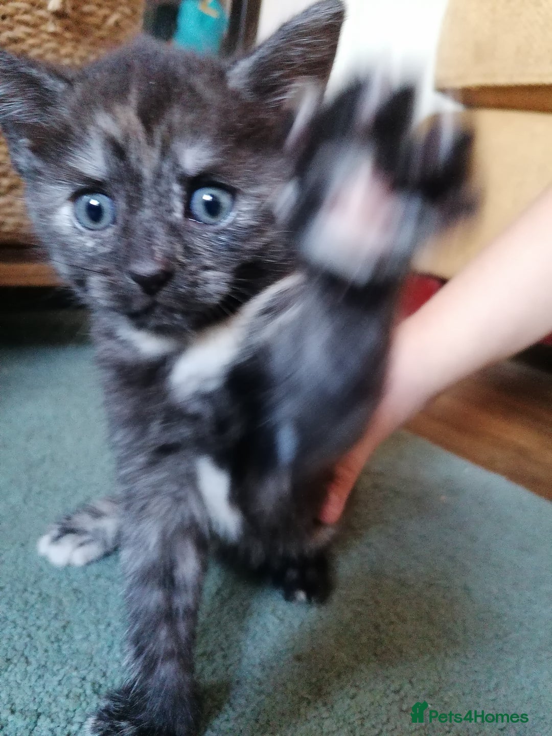 Domestic Shorthair cats for sale: Stunning kittens for sale  - Image 35