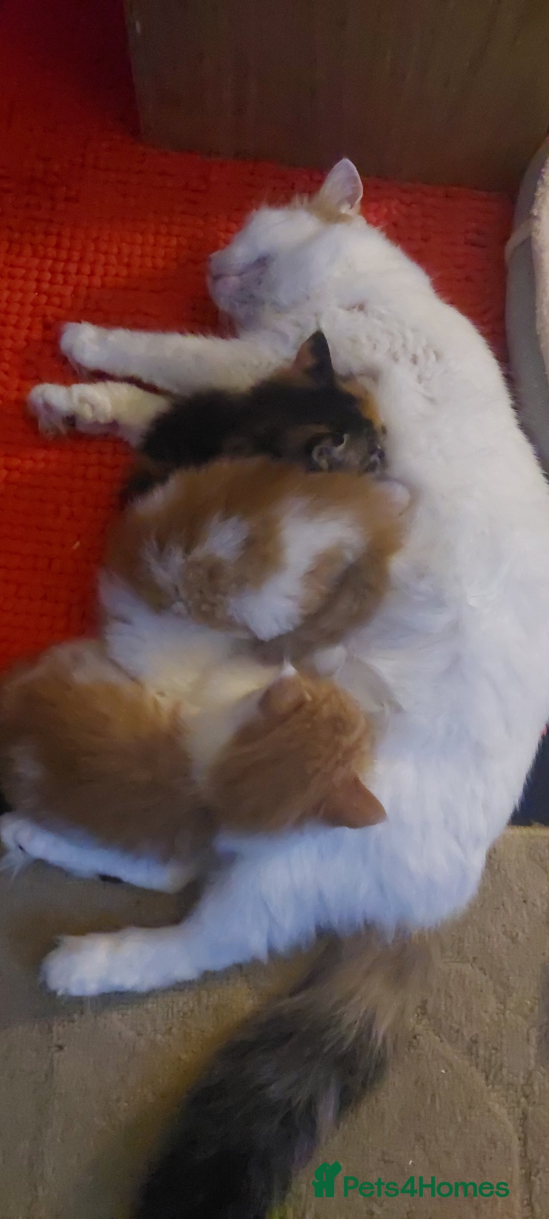 Mixed Breed cats for sale: 2 fluffy ginger boys  - Advert 2