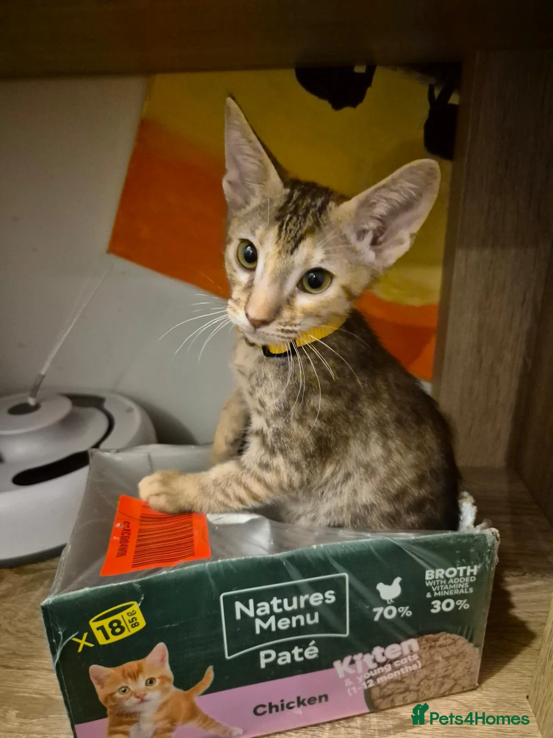 Serengeti cats for sale: Last seringetti girl ready to leave  - Advert 1