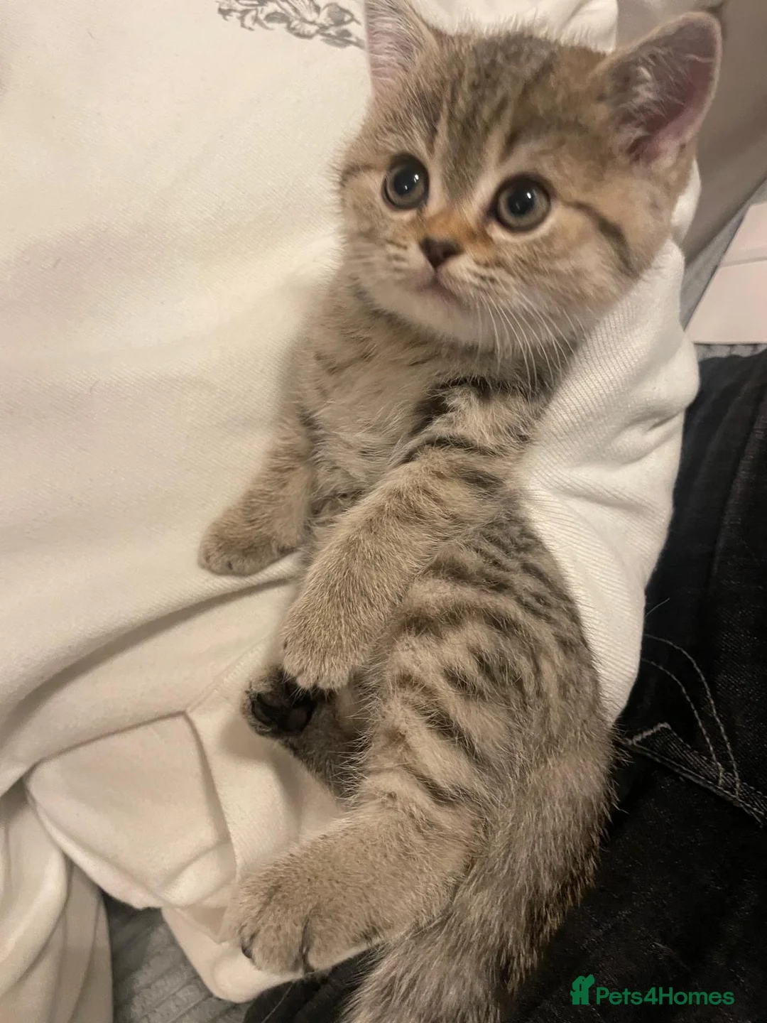 Mixed Breed cats for sale: 5 Beautiful Kittens Ready For Loving Homes - Advert 2