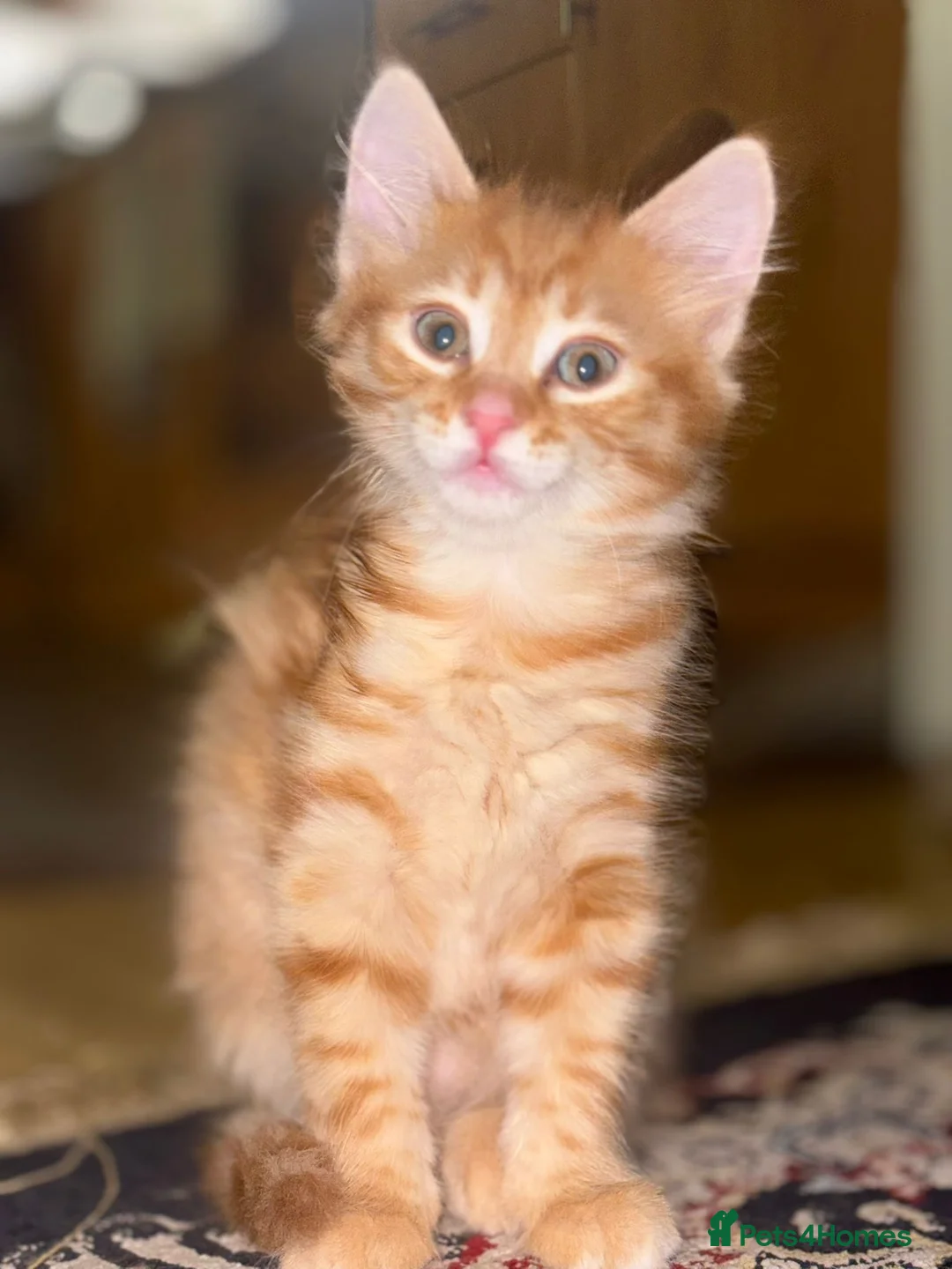 Mixed Breed cats for sale: Ginger Kittens Very Cute - Advert 2