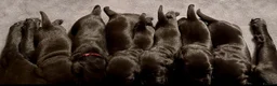 Labrador Retriever dogs for sale: Outstanding Labrador Puppies–Exceptional Pedigree - Advert 22