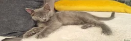 Ragdoll cats for sale: 🩶 Last Gorgeous Ragdoll Cross Boy Available 🐾 - Advert 14