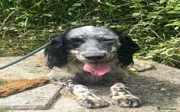 English Setter dogs for adoption: Cookie - Image 1