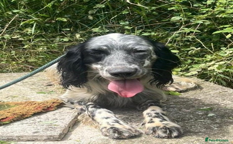 English Setter dogs - Advert 1
