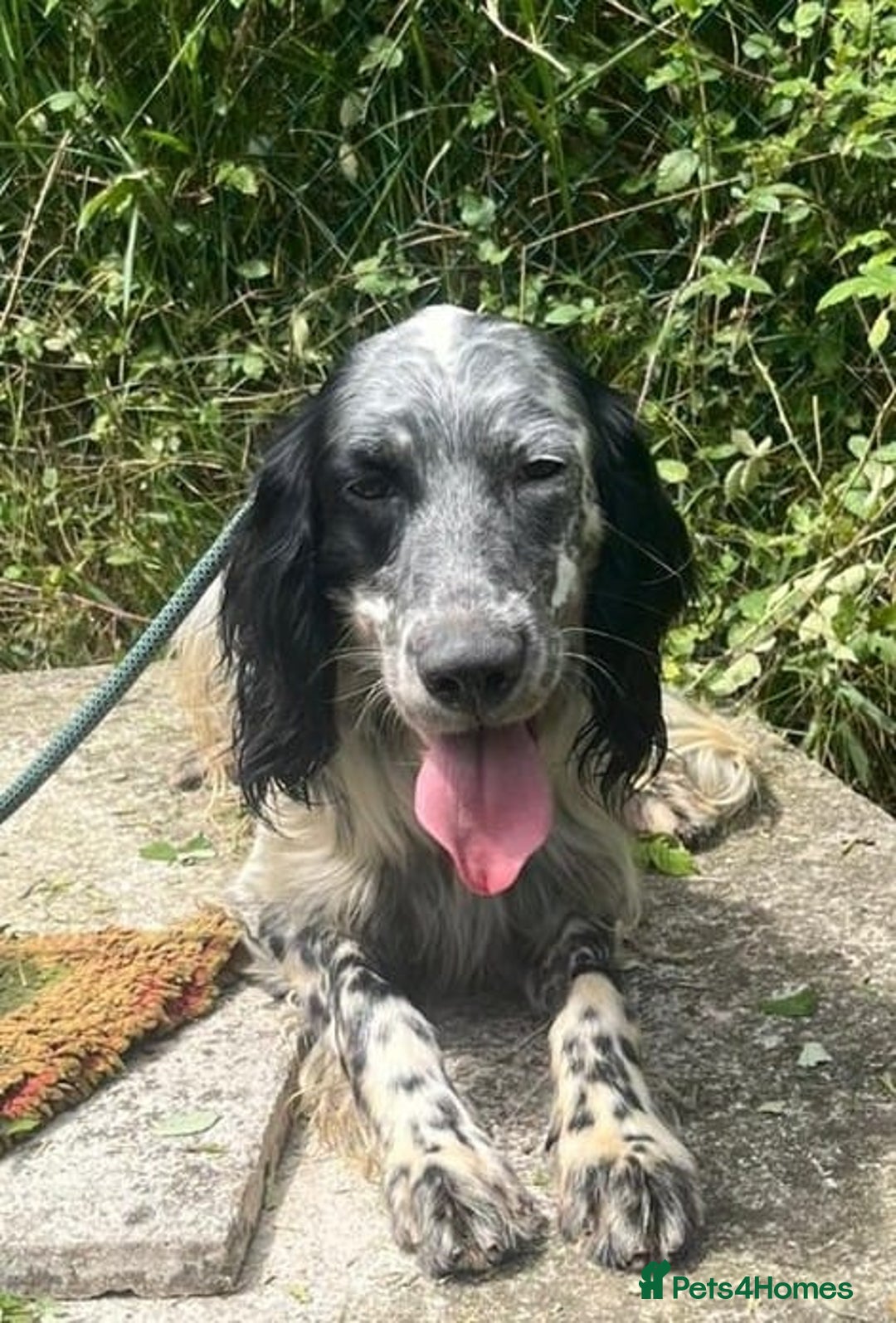 English Setter dogs for adoption: Cookie - Image 1