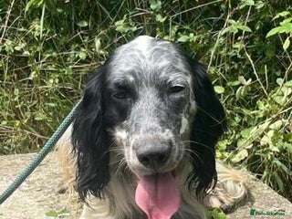 English Setter dogs - Advert 2