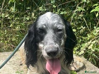 English Setter dogs Cookie - Advert 6