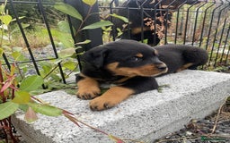 Rottweiler dogs for sale: Stunning purebred IKC Rottweiler Babies - Image 4
