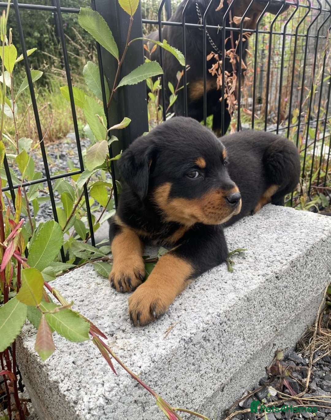 Rottweiler dogs for sale: Stunning purebred IKC Rottweiler Babies - Image 4