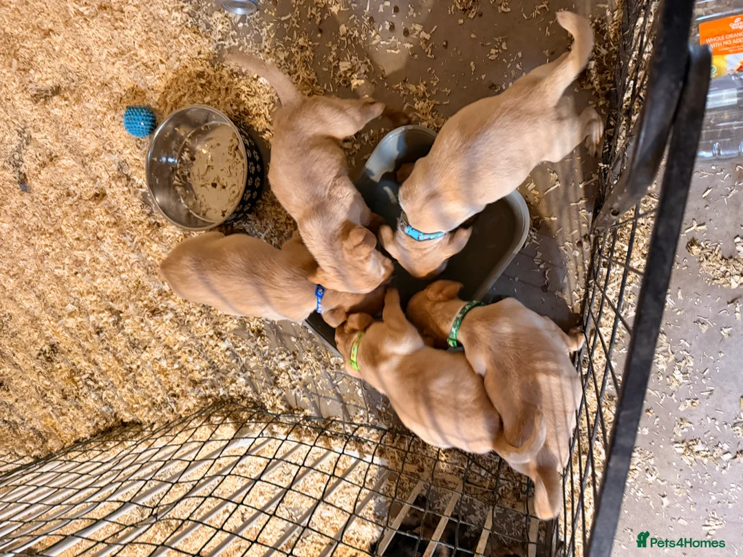 Labrador Retriever dogs for sale: Labrador - Advert 6