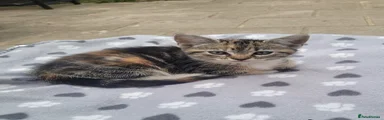 Tiger Tabby 2