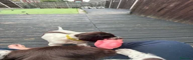 Mickey (Yellow)