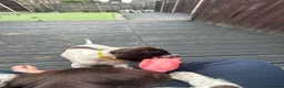 English Springer Spaniel dogs for sale: Last 3 5th Generation Liver and White ESS Puppies - Advert 10